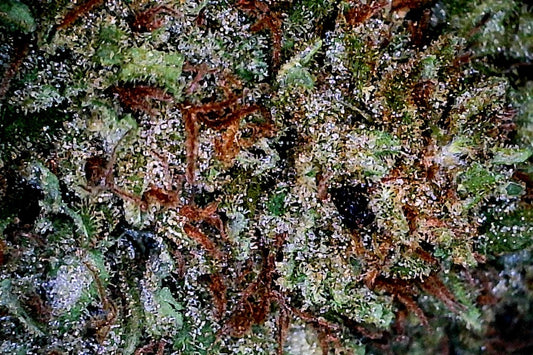 Fleur de CBD OGCB en grossissement x 1000. Cannabinoïdes 100% naturels et garantis effets d'entourages assurés. Du chanvre organique made in la Vendée (85), à la mode de chez nous.