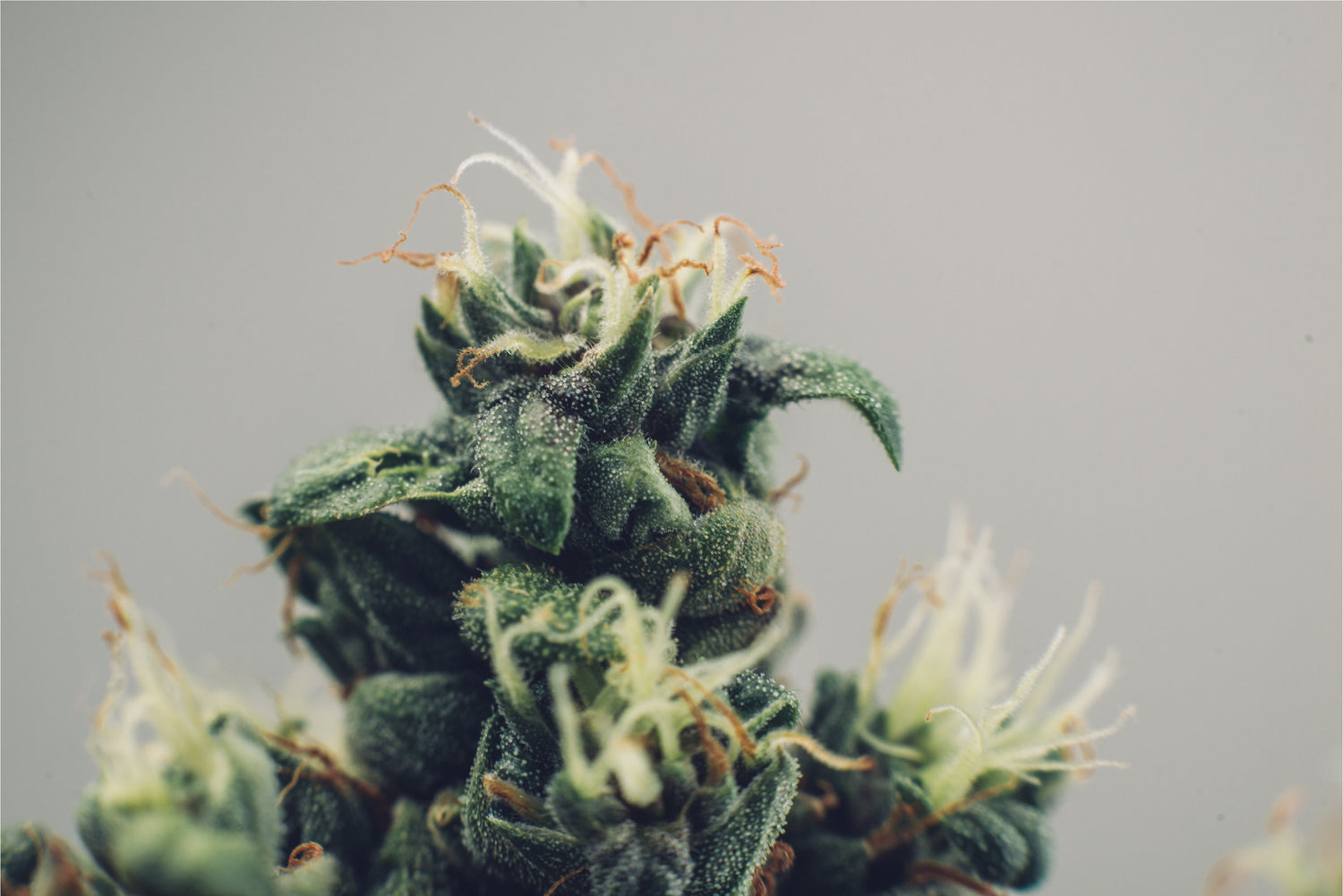 cannabis légal