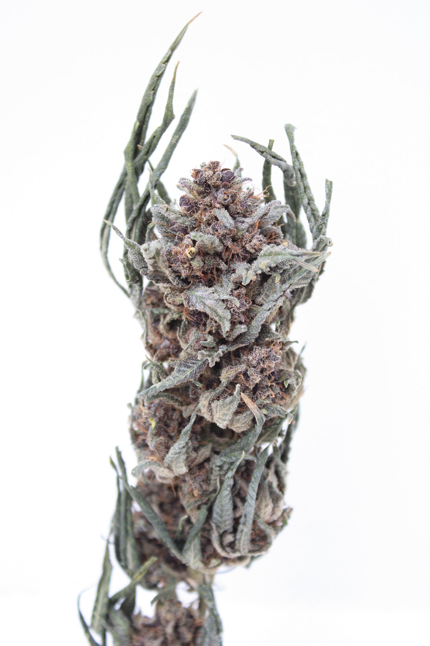 Blue Magic Diesel - 11% CBD (Fleurs Premium Indoor)