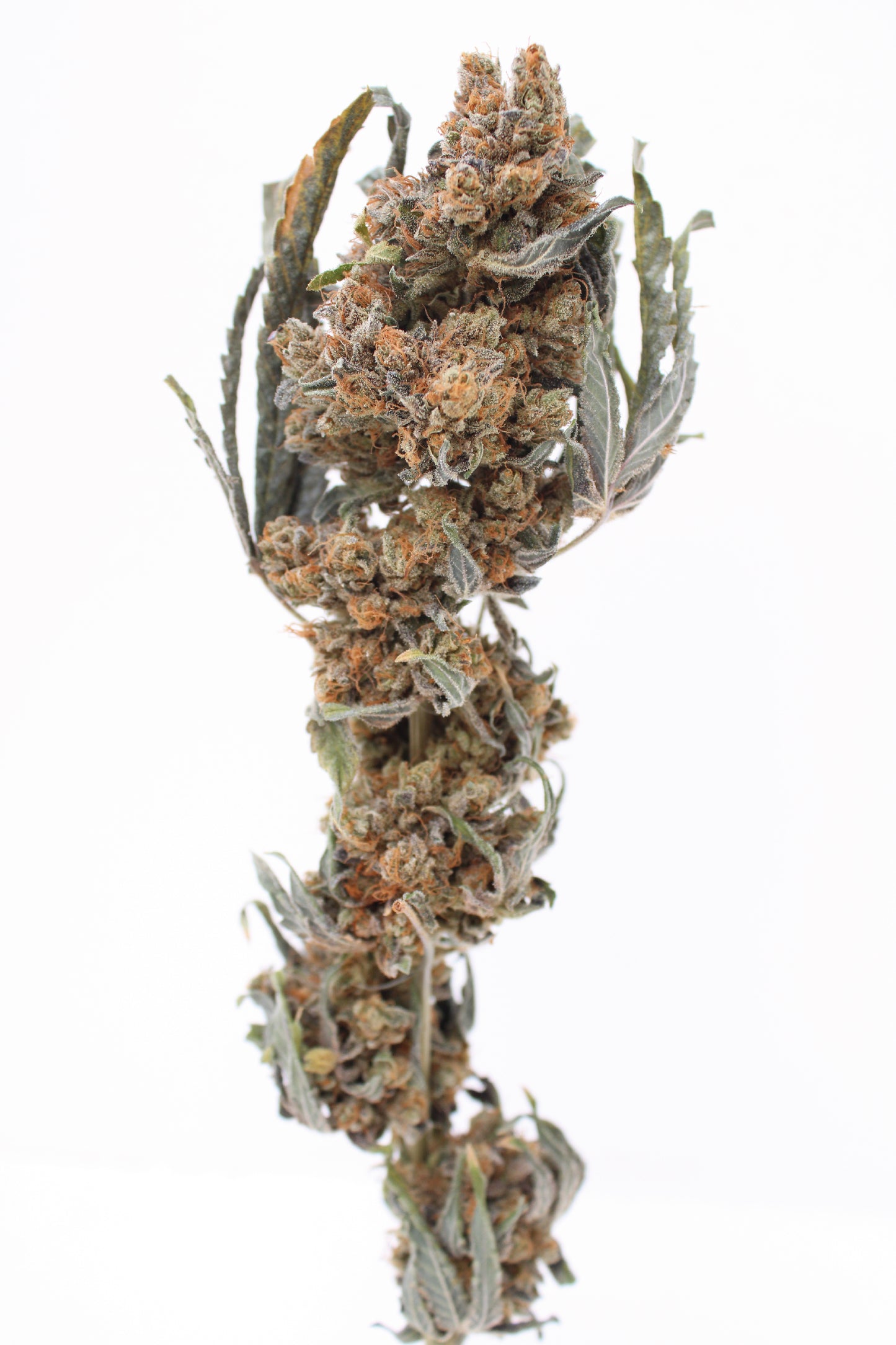 Bubble Z - 11% CBD (Fleurs Premium Indoor)