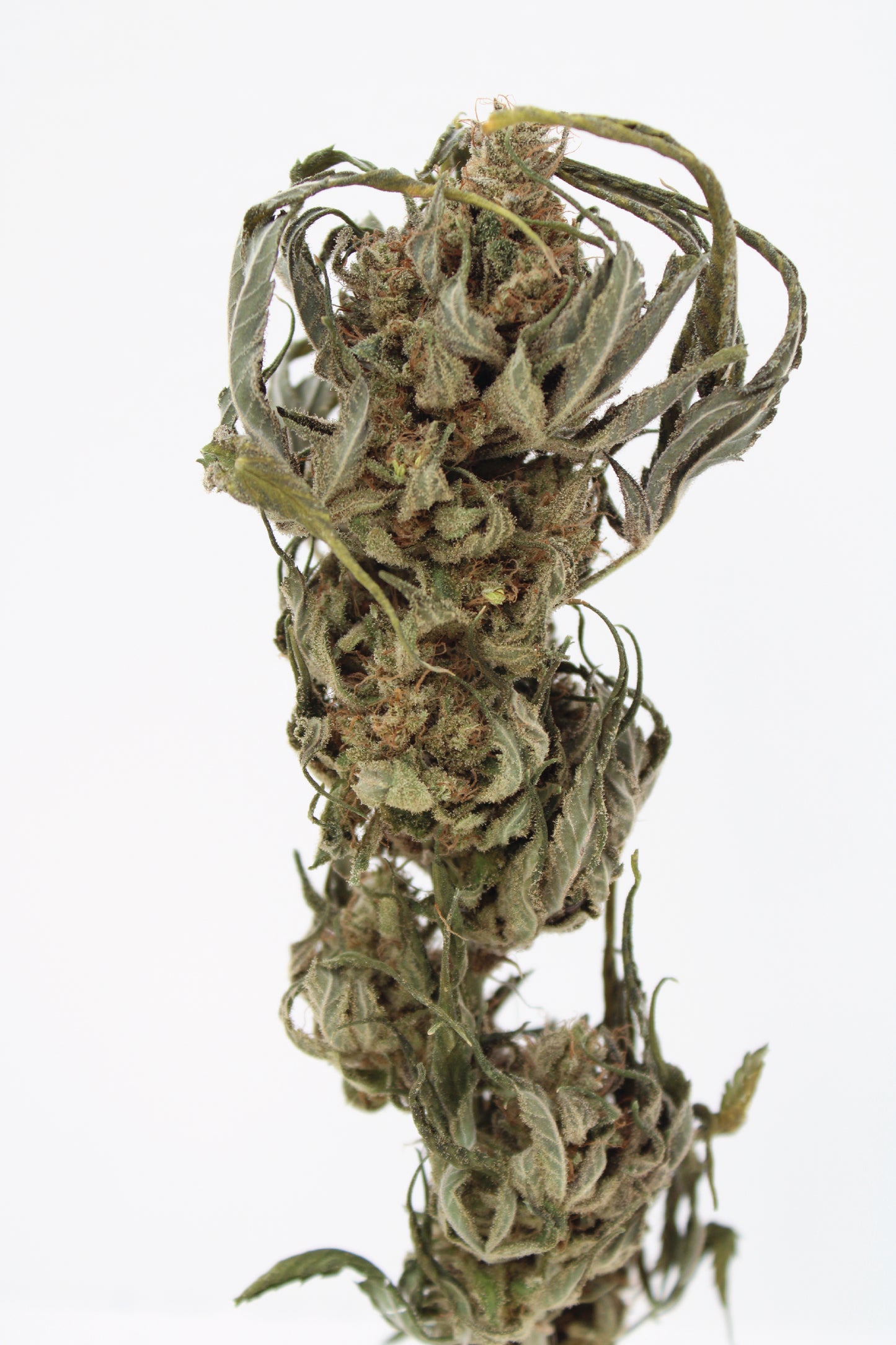 Critical - 10% CBD (Fleurs Premium Indoor)