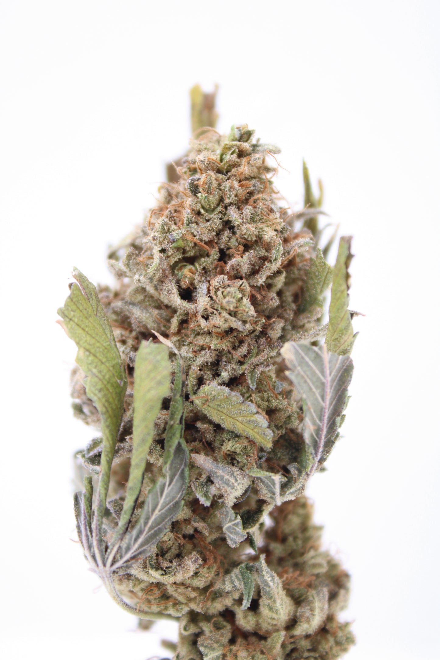 Lemon Cookie - 11% CBD (Fleurs Premium Indoor)