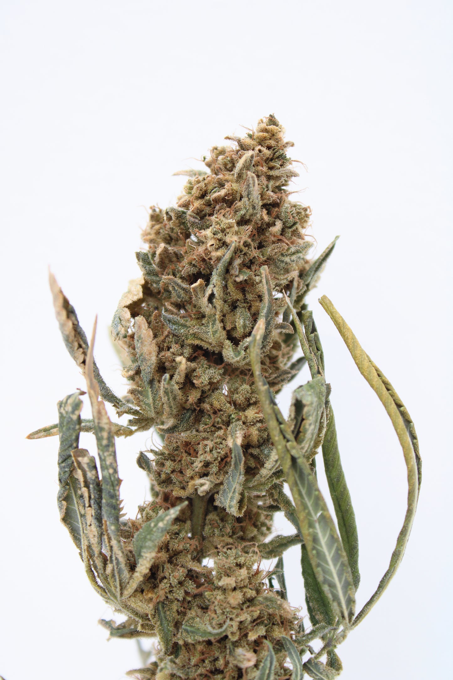 Mango x Sour Lemonhead OG - 10% CBD (Fleurs Premium Indoor)