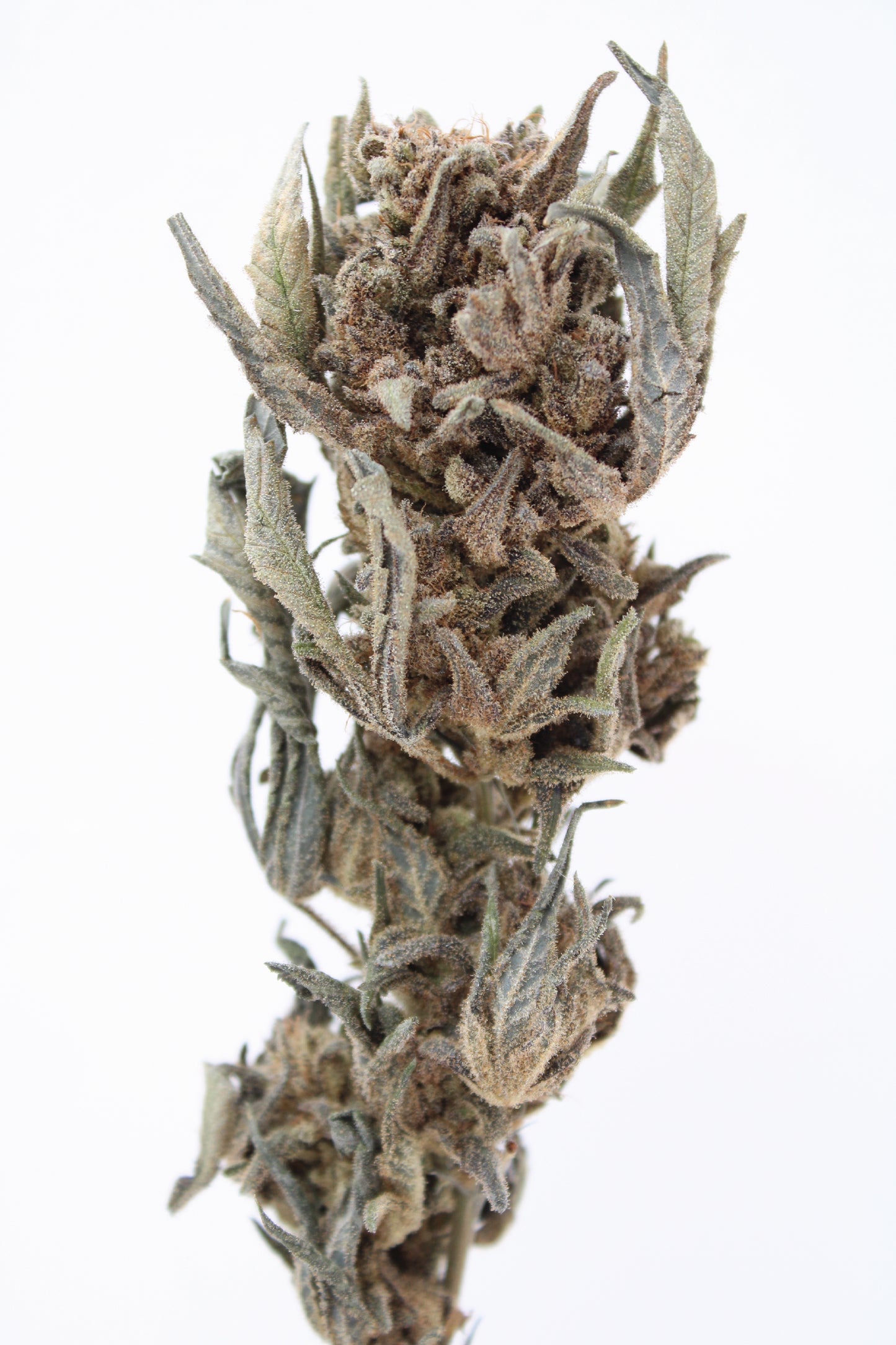 Northern Light Blue - 10% CBD (Fleurs Premium Indoor)