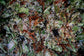 Fleur de CBD OGCB en grossissement x 1000. Cannabinoïdes 100% naturels et garantis effets d'entourages assurés. Du chanvre organique made in la Vendée (85), à la mode de chez nous.