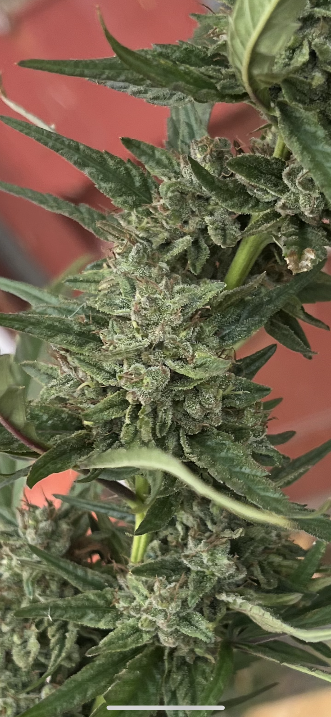 Pays de la Loire - Une zone agricole en transition. Chanvre Organique et naturel pour les particuliers et professoinnels. CBD made in Vendée